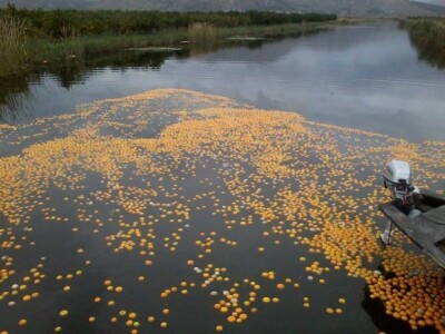 Sudbina neretvanskih mandarina 2014. - završile i u rukavcima Neretve