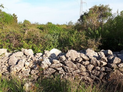 Mr. Jasna Jeremić: Od 17 križanaca vukova i pasa 16 ih je u Dalmaciji