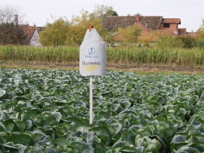 Timac ago - Dan polja kupusa