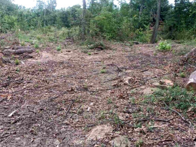 Da li su zaista smanjene površine pod šumama?