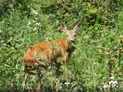 Šuma samo po sebi i jest turistička atrakcija
