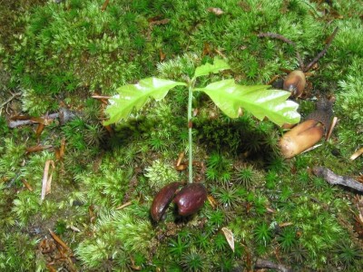 Šuma samo po sebi i jest turistička atrakcija