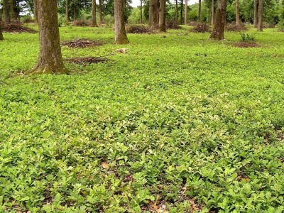 Šuma samo po sebi i jest turistička atrakcija
