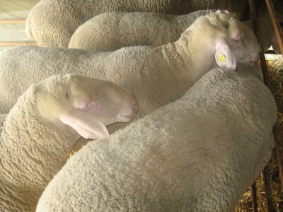 Šumadijski sajam 2018