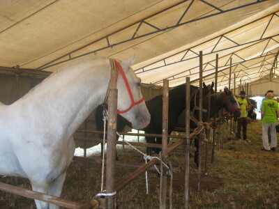 Šumadijski sajam 2018