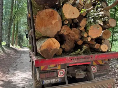 Šumari u Kalabriji