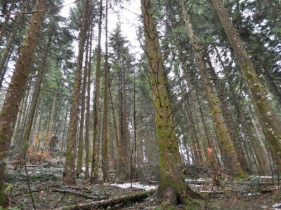 Šumarija Jasenak, UŠP Ogulin