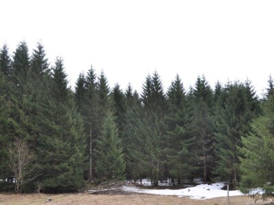 Šumarija Jasenak, UŠP Ogulin