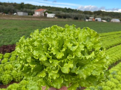 Bejo Zaden sorte salata