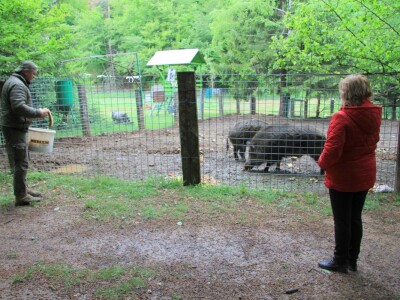 Šumska bajka OPG-a Denis Juričić
