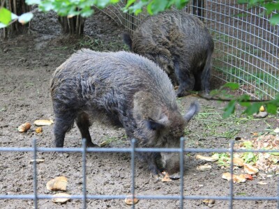 Šumska bajka OPG-a Denis Juričić