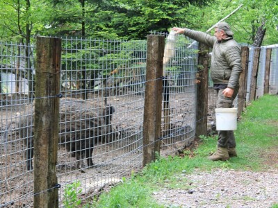 Šumska bajka OPG-a Denis Juričić