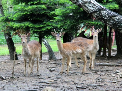 Šumska bajka OPG-a Denis Juričić