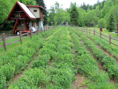 Šumska bajka OPG-a Denis Juričić