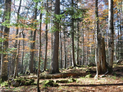 Šumski predjel Devčića tavani Šumski predjel Devčića tavani