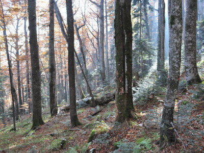 Šumski predjel Devčića tavani Šumski predjel Devčića tavani