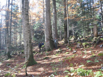 Šumski predjel Devčića tavani Šumski predjel Devčića tavani