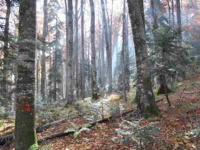 Šumski predjel Devčića tavani Šumski predjel Devčića tavani