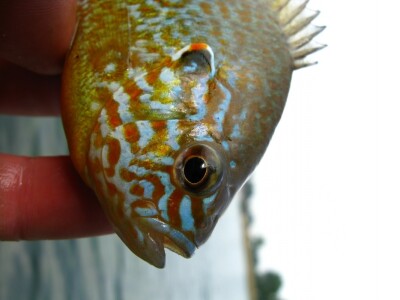 Sunčanica, Lepomis gibbosus Sunčanica, Lepomis gibbosus