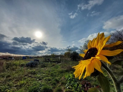 Suncokret