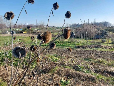 Suncokret