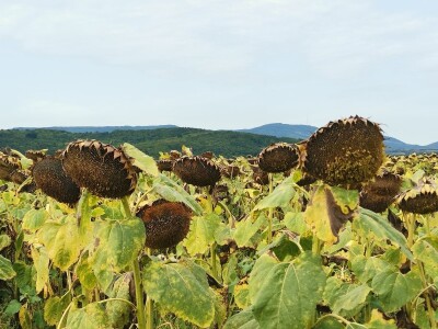 Suncokret će podbaciti, rod soje će biti dobar Suncokret će podbaciti, rod soje će biti dobar