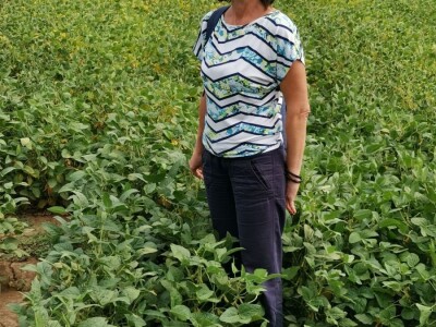 Suncokret će podbaciti, rod soje će biti dobar Suncokret će podbaciti, rod soje će biti dobar