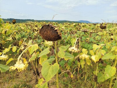 Suncokret će podbaciti, rod soje će biti dobar Suncokret će podbaciti, rod soje će biti dobar