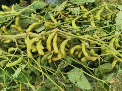 Suncokret će podbaciti, rod soje će biti dobar Suncokret će podbaciti, rod soje će biti dobar