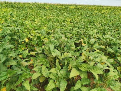 Suncokret će podbaciti, rod soje će biti dobar Suncokret će podbaciti, rod soje će biti dobar