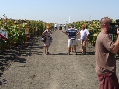 Dan polja suncokreta IPK Tvornice ulja Čepin