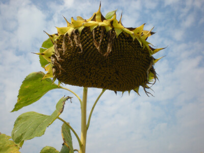 Zdrava glava suncokreta