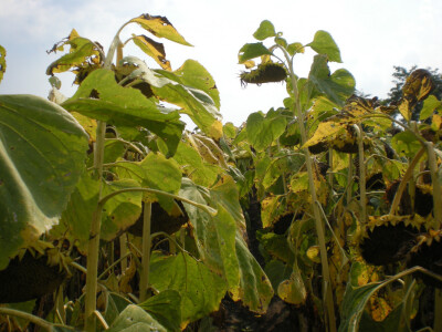 Suncokret - rod obećava