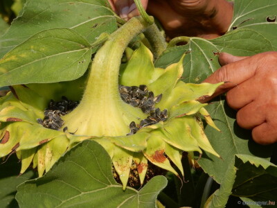 SCARYBIRD: Da više u proizvodnji nemate problema s pticama