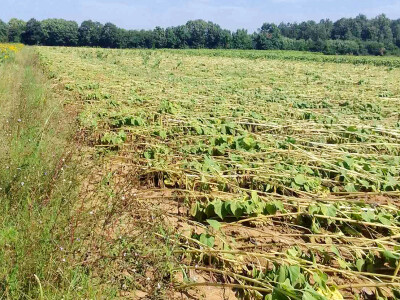 Ratarski usevi posle nevremena