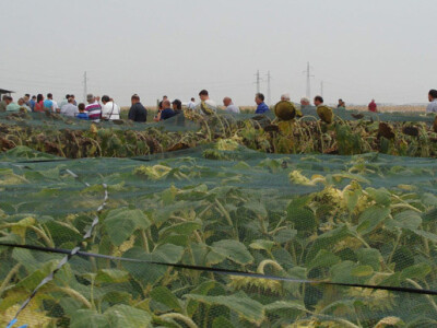 Dani polja Poljoprivrednog Instituta Osijek