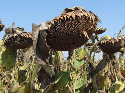 Dan polja suncokreta IPK Tvornice ulja Čepin