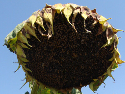 Dan polja suncokreta IPK Tvornice ulja Čepin