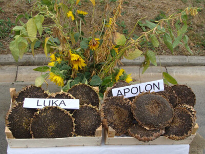 Dani polja Poljoprivrednog Instituta Osijek