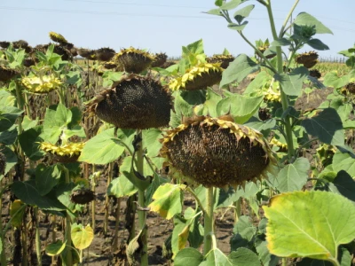 Zetva suncokreta