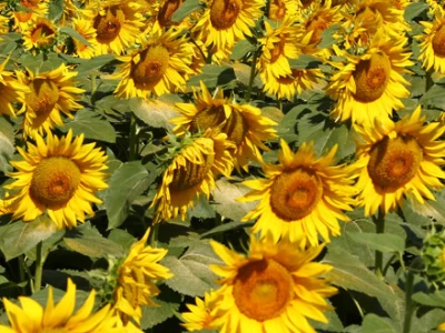 Suncokret