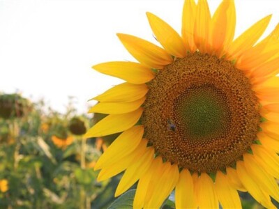 Suncokreti u polju