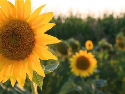 Suncokreti u polju