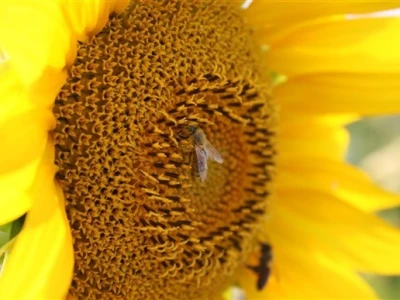 Suncokreti u polju