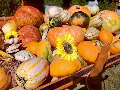 Suncokretova mreža - selo, izložba i inovacija