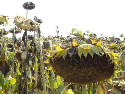 Dani polja Poljoprivrednog Instituta Osijek