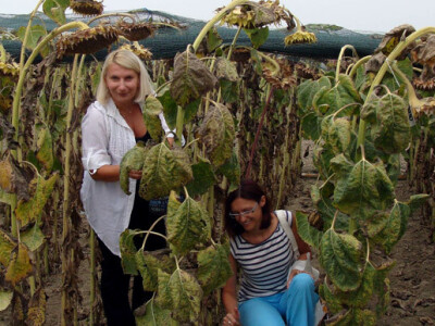 Dani polja Poljoprivrednog Instituta Osijek