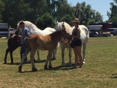 Ljepota konja Ljepota konja