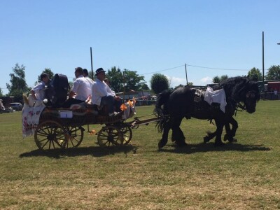 Konjska zaprega Konjska zaprega