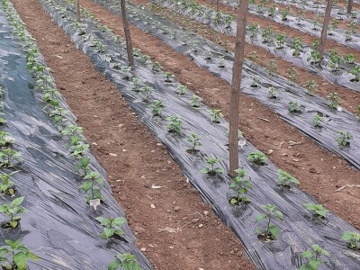 Super ljute papričice Omera Mešanovića